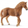 13852 - Jument Quarter horse