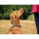 SUREFLAP Traqueur d'activités et de comportement - Blanc et bleu - Pour chien