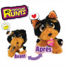 RESCUE RUNTS - Le Yorkshire a soigner