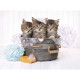 Clementoni - 500 pieces - Kittens And Soap