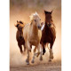 Clementoni - 1000 pieces - Running horses