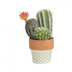 Composition de Cactus fleuri - En pot ethnique vert