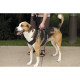 EASY WALK Harnais M - Noir - Pour chien
